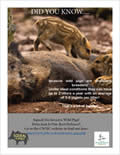 The Wild Boar